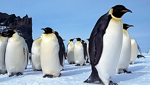 BELEDİYE 2 MİLYON PENGUEN ALMIŞ