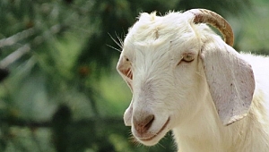 KEÇİSİNİN BOYNUZU KIRILDI ACİL SERVİSİNE GÖTÜRDÜ