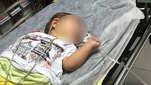 8 AYLIK BEBEK BONZAİ KOMASINA GİRDİ!