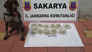 BONZAİ DİYE SATMIŞLAR