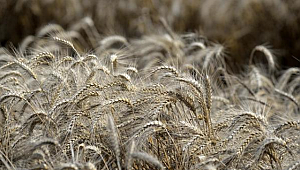 BUĞDAY ÜRETİMİ DÜNYADA ARTTI, TÜRKİYE'DE AZALDI