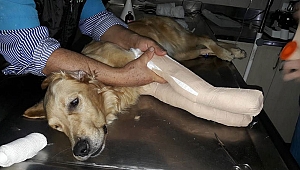 BUNU YAPAN İNSAN OLAMAZ!