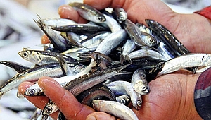 HAMSİ TEZGAHINDA SOĞUK HAVA BEREKETİ