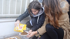 SOKAK HAYVANLAR PROJESİ