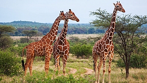 ZÜRAFALAR 'SESSİZCE YOK OLUYOR'