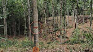 Belgrad Ormanı’nda işaretlenen ağaçların sırrı ortaya çıktı 
