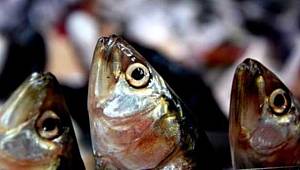 Hamsi rekora koşuyor