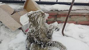 “Onlar Üşümez” Diyen İnsanlar Yüzünden Donarak Melek Olan Sokak Kedisi