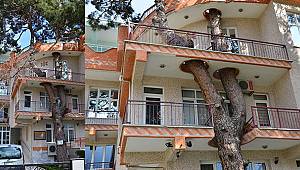 Örnek ağaç sevgisi