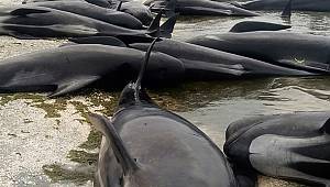 Yüzlerce balina karaya vurdu 