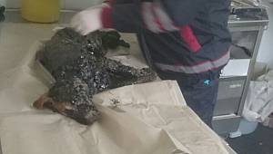 Zift çukurundan mutlu yaşama 