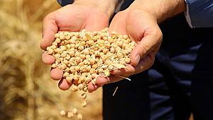 Nohut ithalatında sevindirici haber