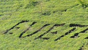 Referandumda kullanacağı oyu çay bahçesine yazdı