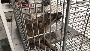 Bursa'da balkonda bulundu.