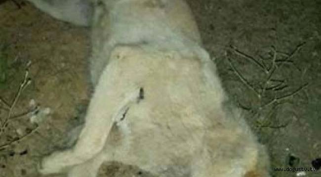 Ankara'da 2 Günde 10 Köpek Vahşi Şekilde Öldürüldü