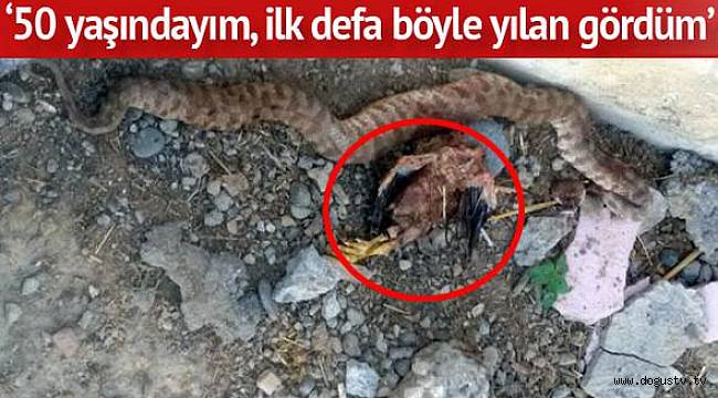 Öldürülen yılanın karnından çıkan şok etti