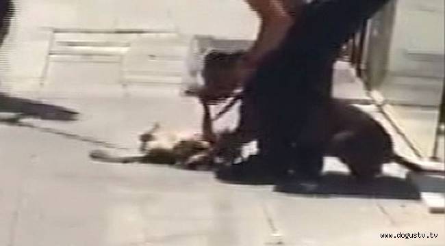 Başkent’te pitbull dehşeti