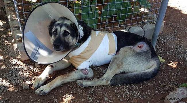 Otoyolda sürüklenen köpekten yeni haber var