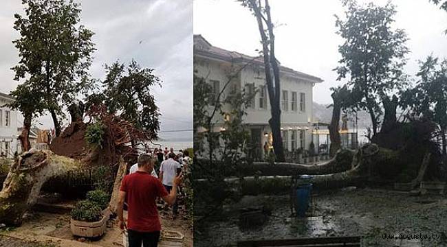 Tarihi çınar fırtınada devrildi
