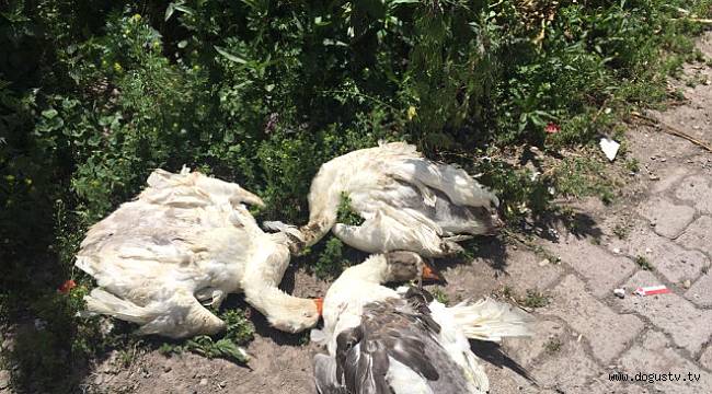 Türkiye'ye kaz eti pazarlayan ilde ürküten manzara