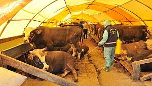 Tuzla Şifa Mahallesi Kurban Alanı Satışı Başlamıştır