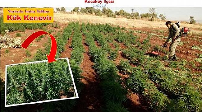 Uyuşturucu operasyonunda 465 bin kök kenevir ele geçirildi