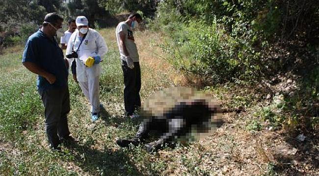Zeytinlikte erkek cesedi bulundu