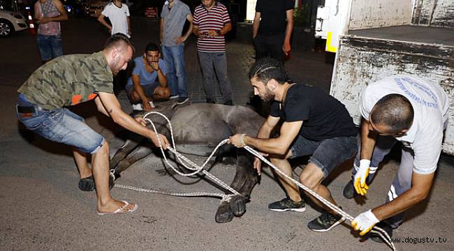 Antalya'da insanlık dışı görüntü!