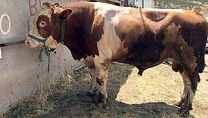 Bu kurbanlık 28 bin lira