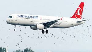 Hava trafiğine leylek alarmı! Pilotlara zor anlar yaşattılar...