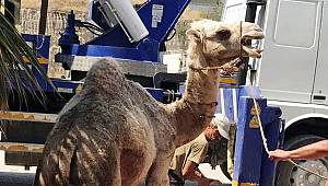İlk ihracata deve kurban etti