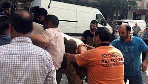 İstanbul’da kaçan boğa dehşet saçtı: 3 yaralı