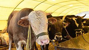 Kızılay kurban hisse bedelini belirledi