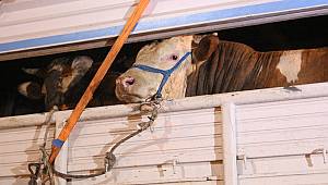 Kurbanlıklar gelmeye başladı