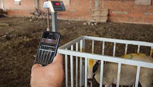 Kurbanlıklarını cep telefonu üzerinden satıyor