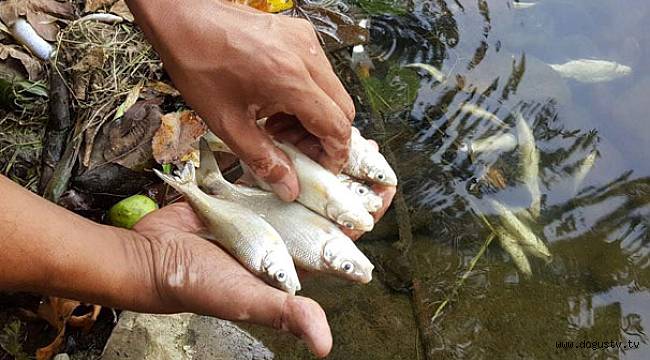 Melen Çayı'nda balık ölümleri korkuttu