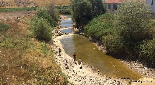 Sakarya Nehri kurudu, binlerce balık öldü