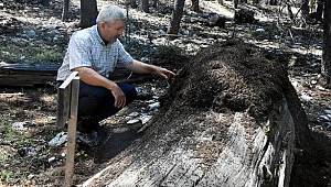 Sedir ormanını 46 yıldır karıncalar koruyor
