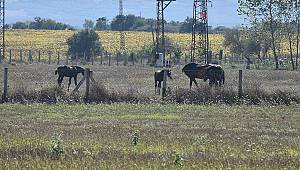 Silivri'de 'vahşi melez ırk' iddiası