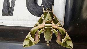 Van’da ender görülen ‘Mekik Kelebeği’ bulundu