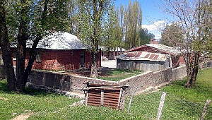 Okul bahçesinde ağaç devrildi: Bir öğrenci hayatını kaybetti