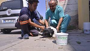Maltepe’de 4 yılda 45 bin sokak hayvanı tedavi edildi