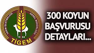 300 koyun başvuruları başladı! İşte TİGEM 300 koyun koşulları? Kimler 300 koyun başvurusu yapabilecek…