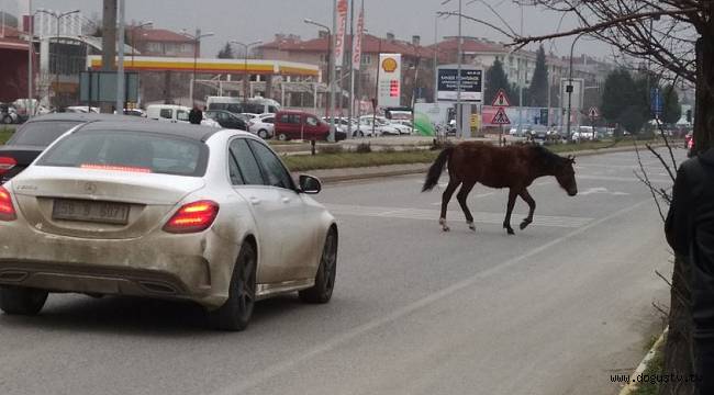 Atlar trafiği karıştırdı