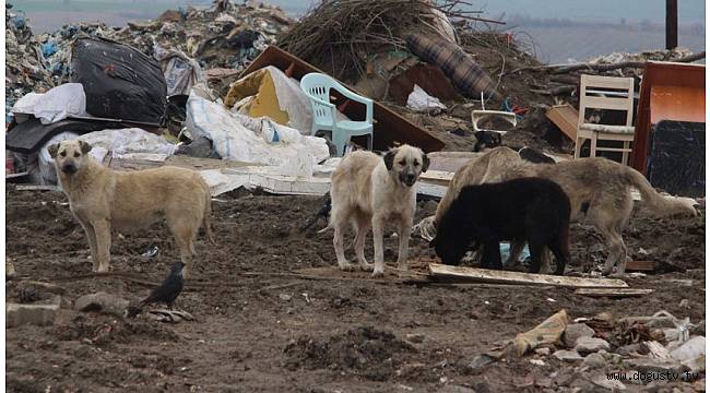 Edirne’de 500 köpek kayboldu iddiası