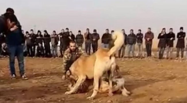 Fıstık bahçesinde kanlı köpek dövüşü!