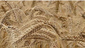 Glutensiz beslenme sağlıklı kişilerde doğru mu, yanlış mı?