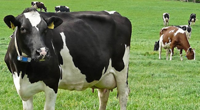 İnekler öldü, süt yerine yem verelim
