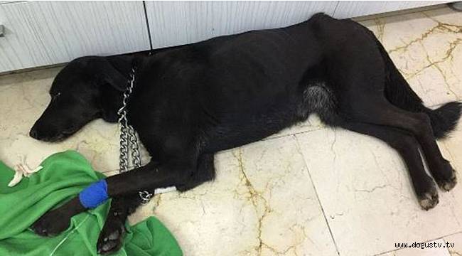 İstanbul’da köpeğe inanılmaz vahşet! Korkunç işkence…