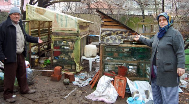 Kümese giren köpekler 50 tavuğu telef etti